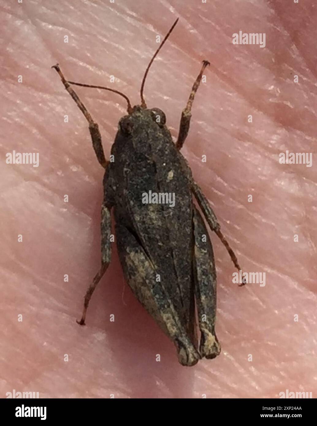Black-sided Pygmy Grasshopper (Tettigidea lateralis) Insecta Stock ...