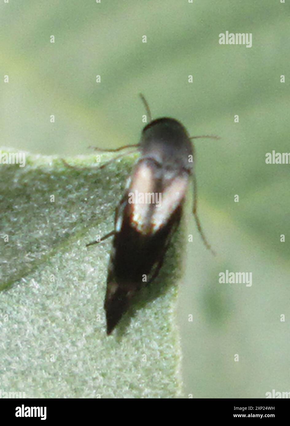 (Pselaphostena rhodesiensis) Insecta Stock Photo Alamy