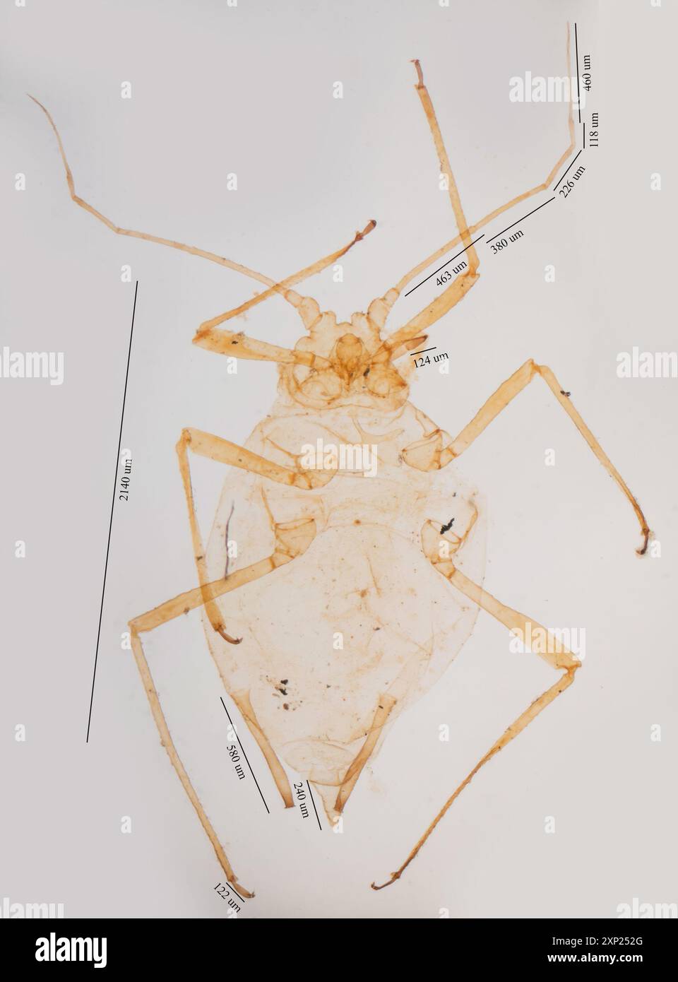 Myzus persicae aphid hi-res stock photography and images - Alamy