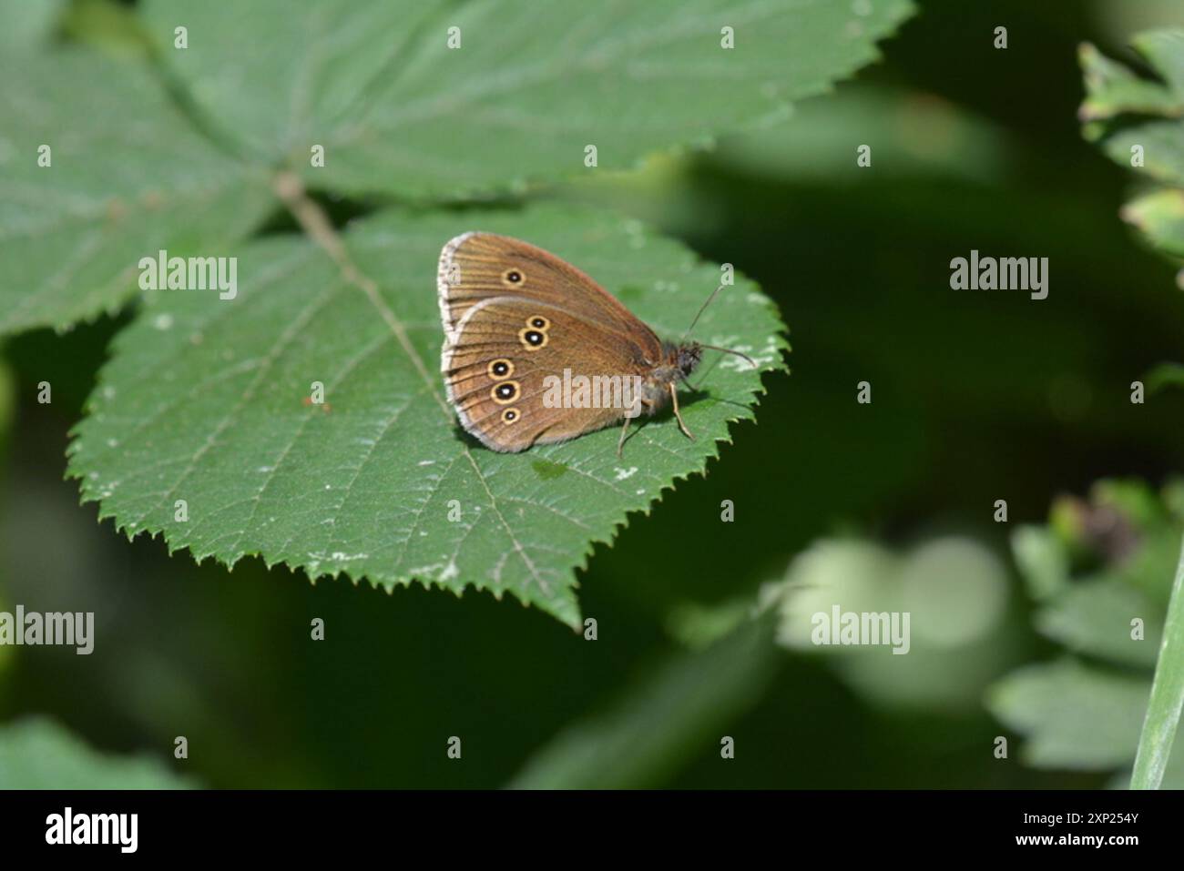 Ringal Insect Ringlet (Aphantopus hyperantus) Insecta Stock Photo - Alamy