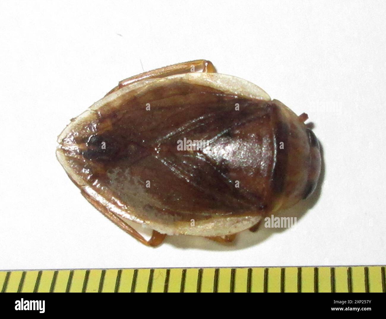 Elliptical Waterbugs (Appasus) Insecta Stock Photo - Alamy