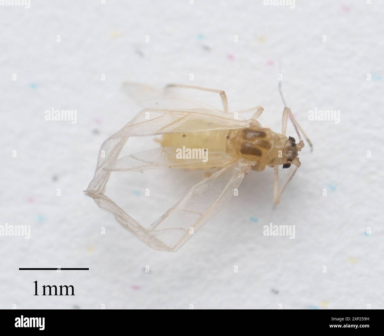 Daylily aphid (Myzus hemerocallis) Insecta Stock Photo - Alamy