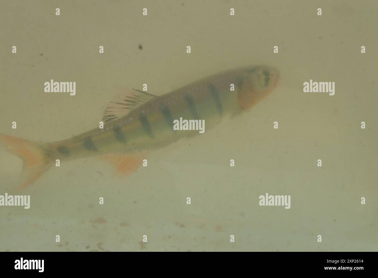 Opsaridium Clown Sanjika (Opsaridium peringueyi) Actinopterygii Stock Photo - Alamy