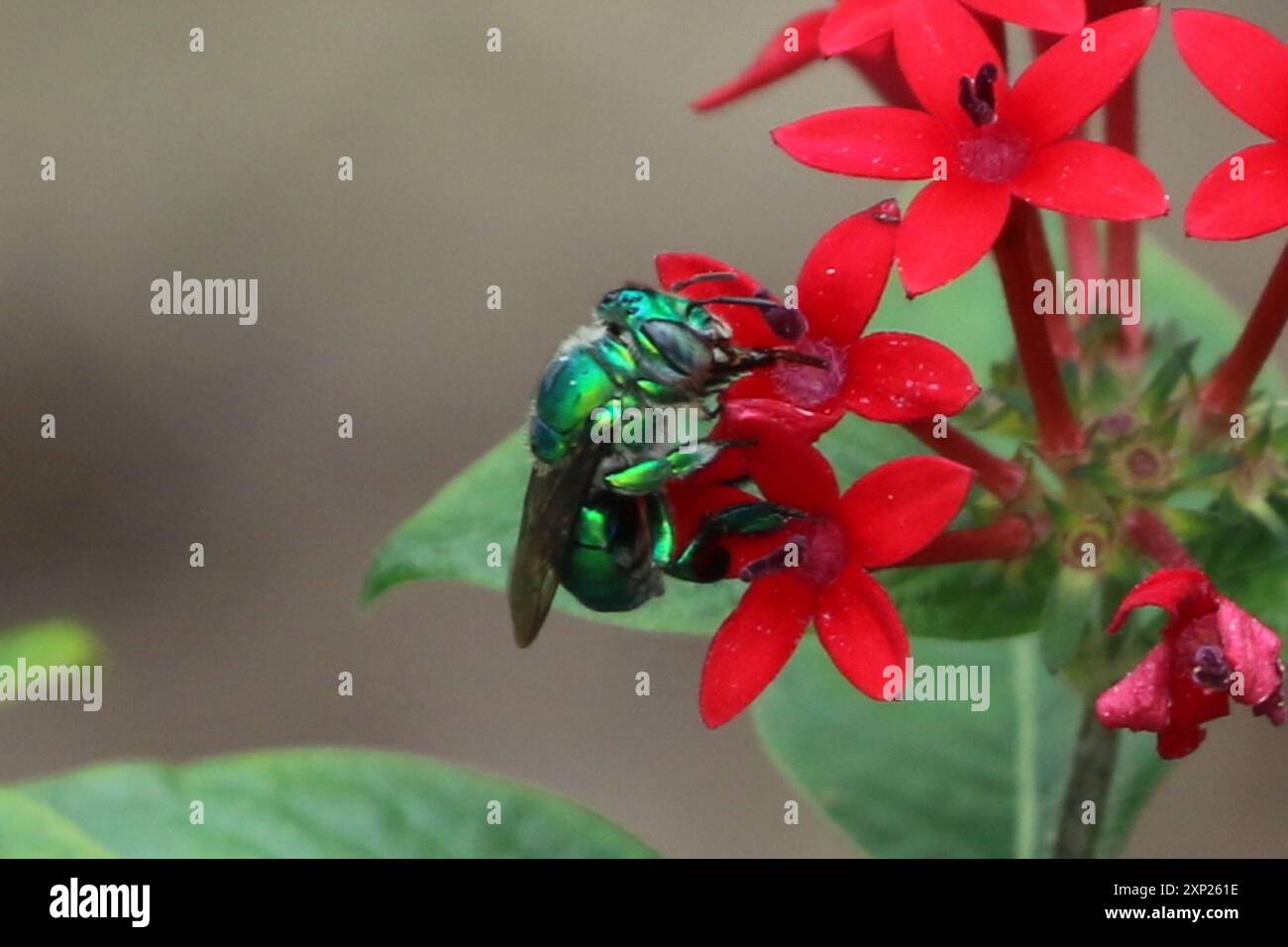 Dilemma Orchid Bee (Euglossa dilemma) Insecta Stock Photo - Alamy