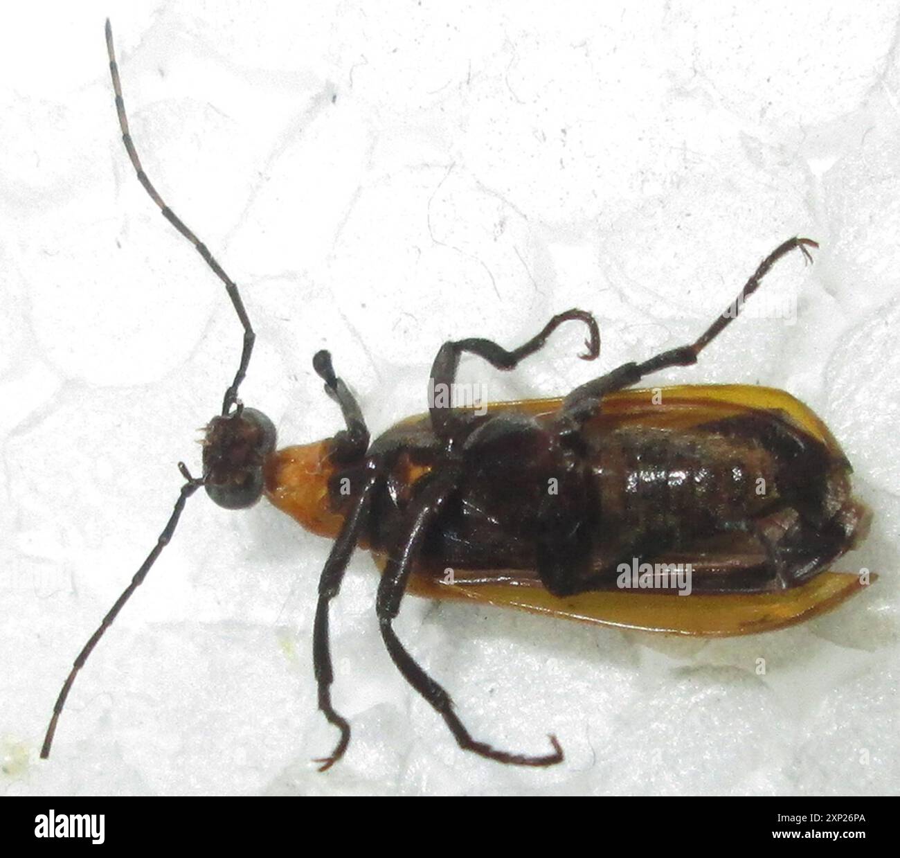 (Zonitoschema atrimembris) Insecta Stock Photo Alamy