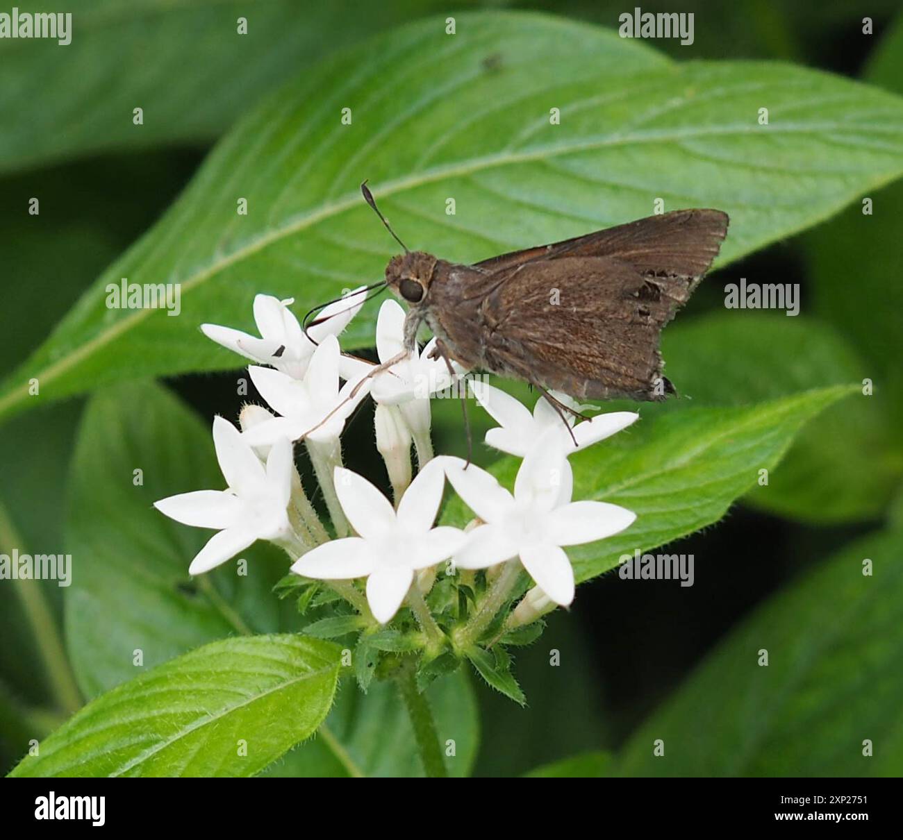 Monk Skipper (Choranthus capucinus) Insecta Stock Photo - Alamy