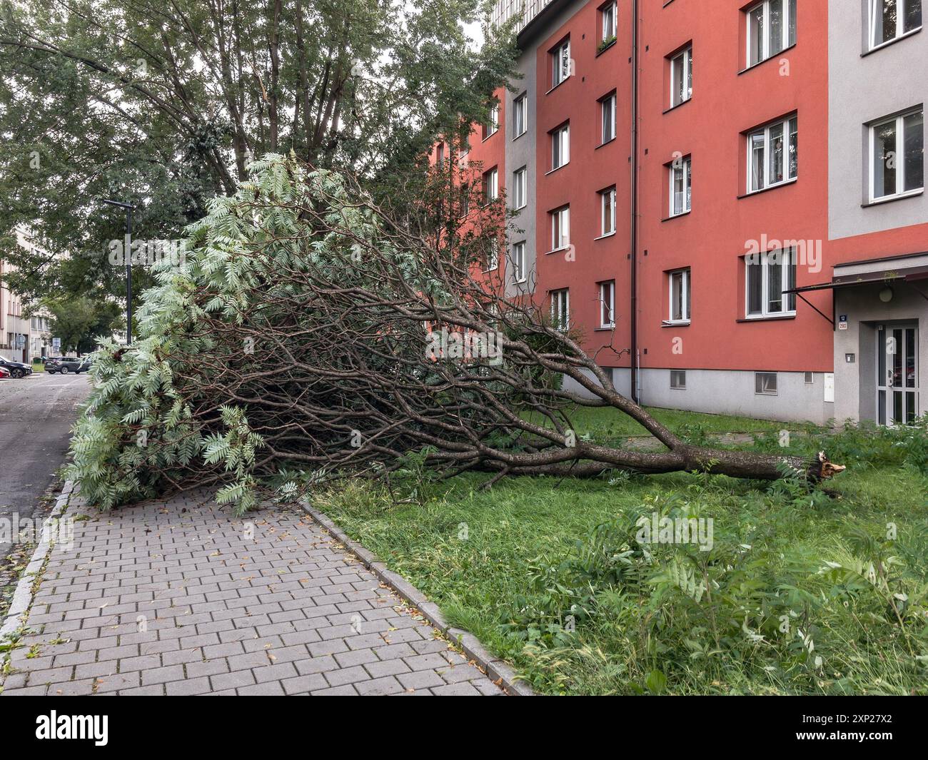 Broken tree after strong wind and storm in front of prefabs Stock Photo ...