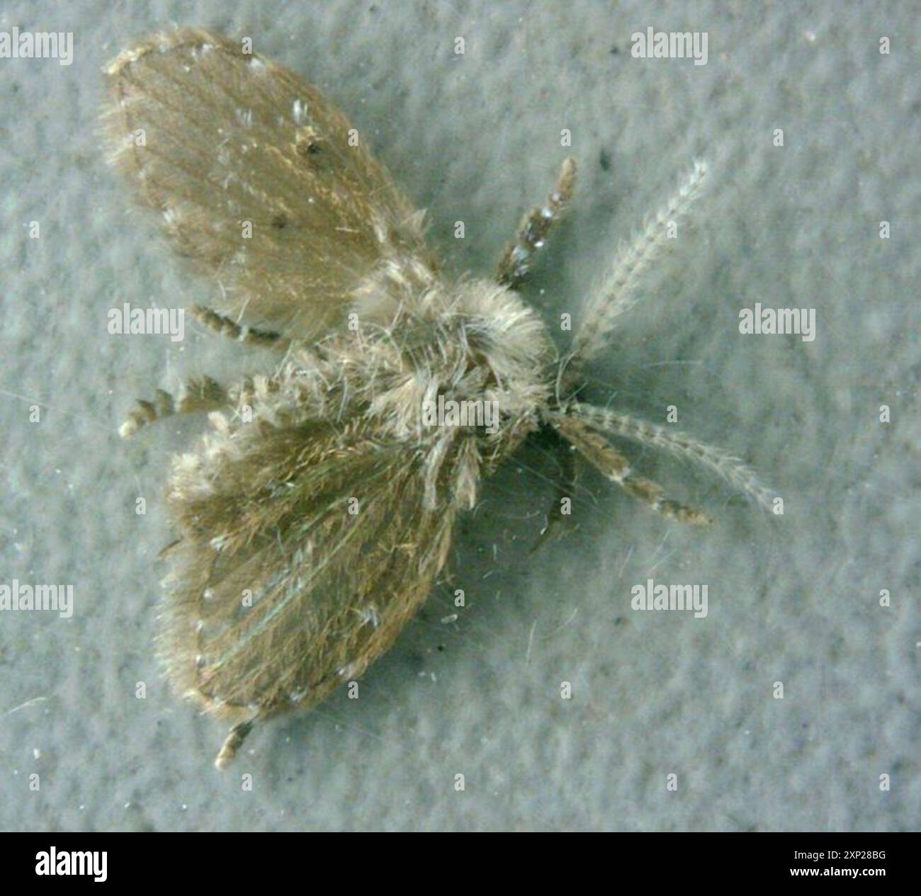 Bathroom Moth Fly (Clogmia albipunctata) Insecta Stock Photo - Alamy