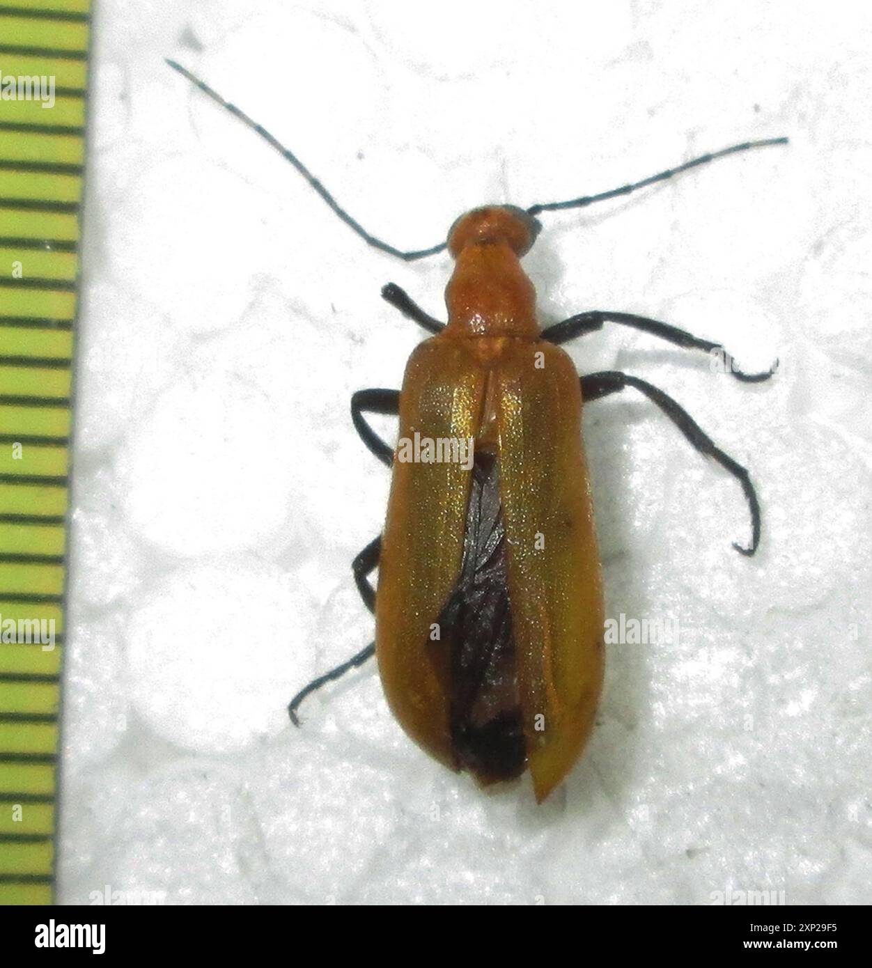 (Zonitoschema atrimembris) Insecta Stock Photo Alamy