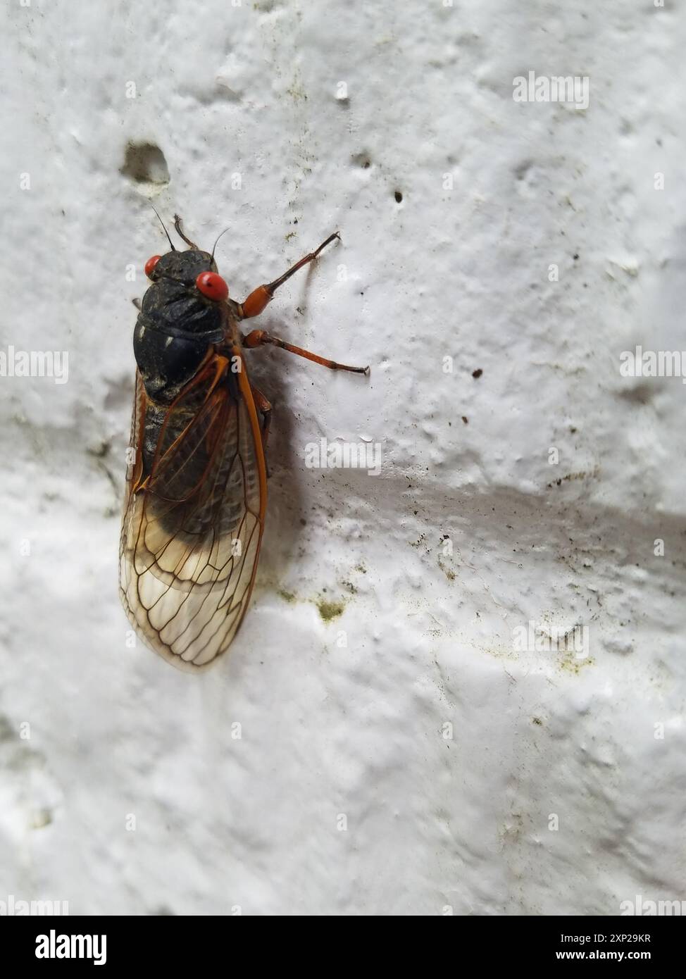 Pharaoh Cicada (Magicicada septendecim) Insecta Stock Photo - Alamy