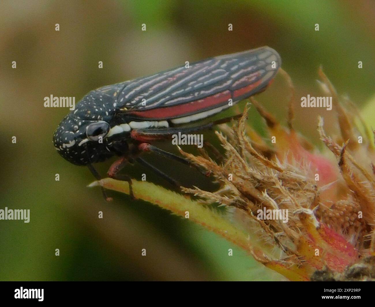 Lateral-lined Sharpshooter (Cuerna costalis) Insecta Stock Photo - Alamy