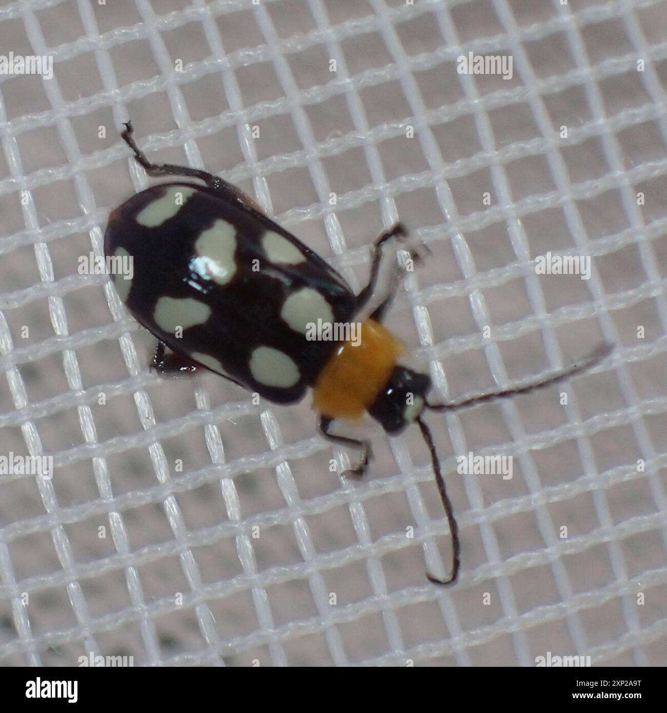 Cyan Insects Eight-spotted Flea Beetle (Omophoita cyanipennis) Insecta Stock Photo ...