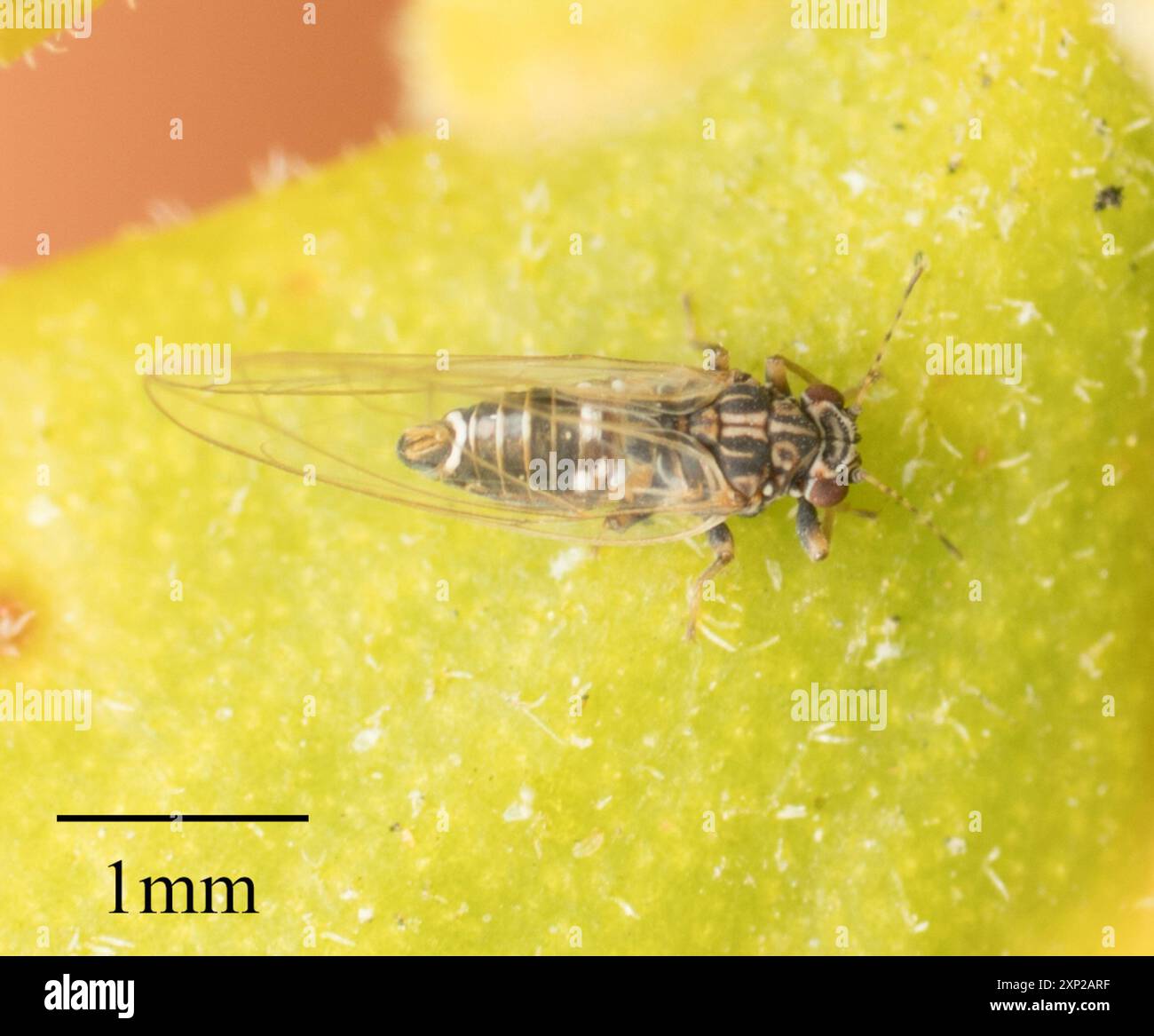 Potato Psyllid (Bactericera cockerelli) Insecta Stock Photo - Alamy