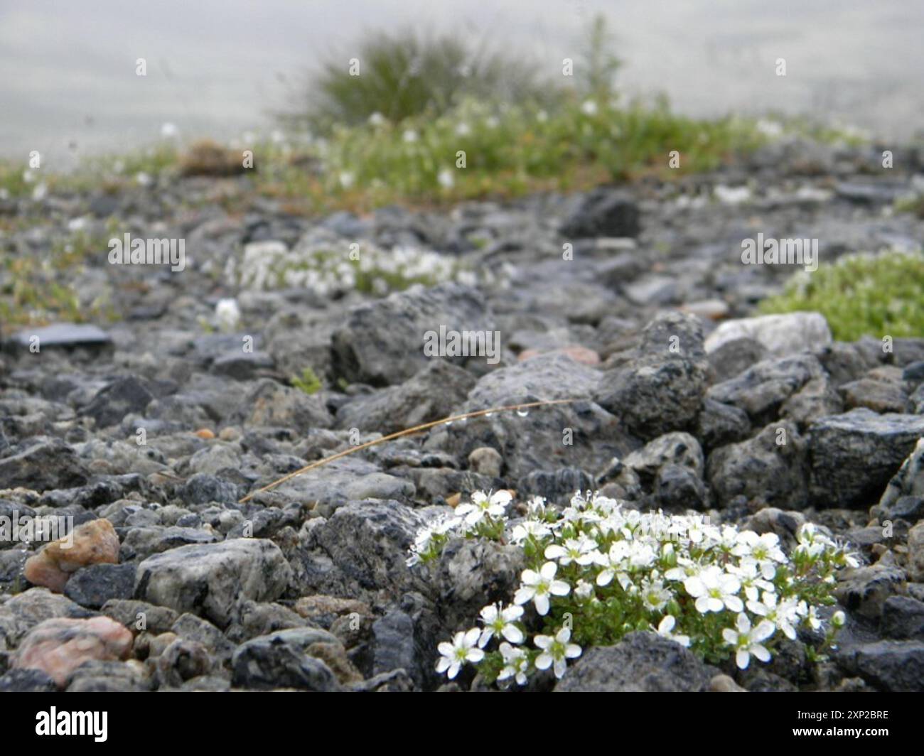 Tundra Sandwort (Arenaria pseudofrigida) Plantae Stock Photo