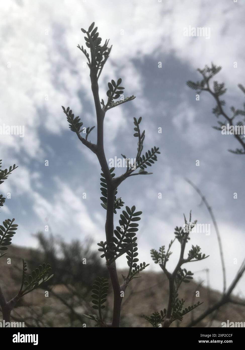 elephant tree (Bursera microphylla) Plantae Stock Photo - Alamy