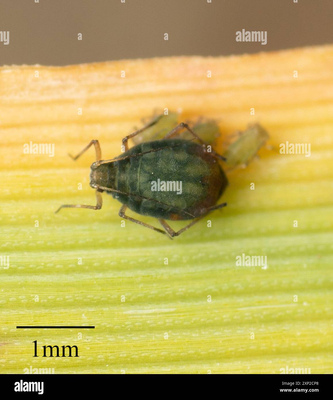 Bird Cherry-oat Aphid (Rhopalosiphum padi) Insecta Stock Photo - Alamy