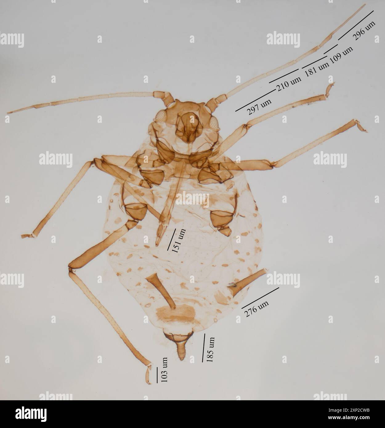 ivy aphid (Aphis hederae) Insecta Stock Photo - Alamy