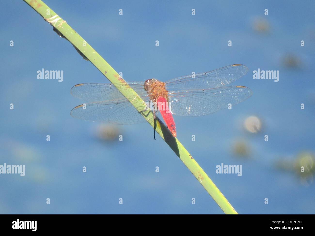Red Tail Insect Red-tailed Pennant (Brachymesia furcata) Insecta Stock Photo - Alamy