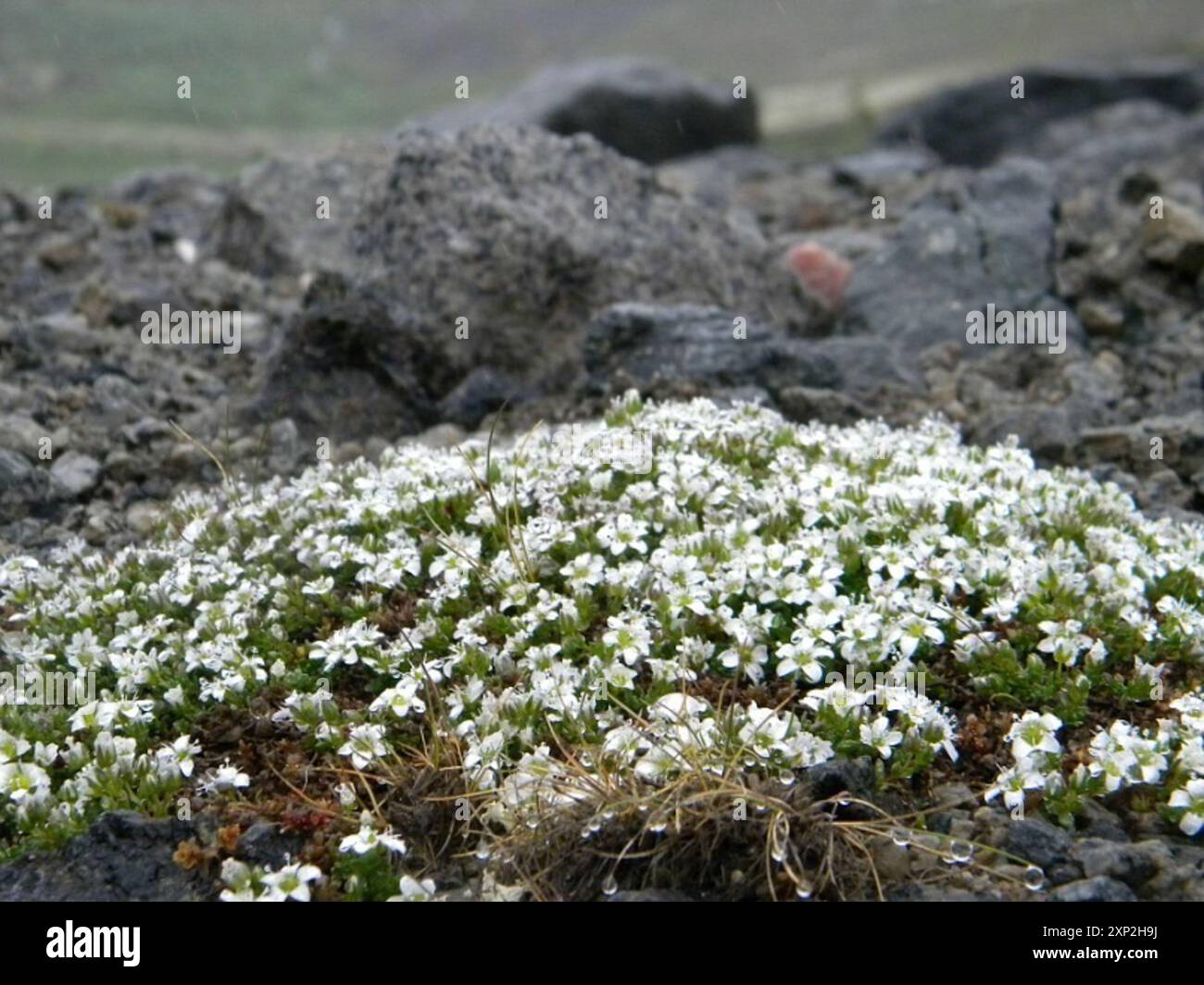 Tundra Sandwort (Arenaria pseudofrigida) Plantae Stock Photo