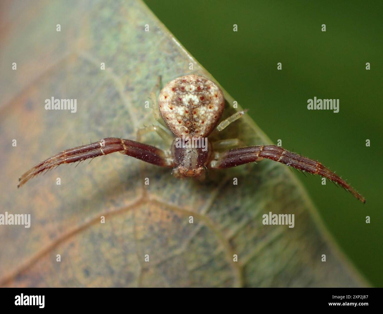 Crab Spiders (Thomisidae) Arachnida Stock Photo - Alamy