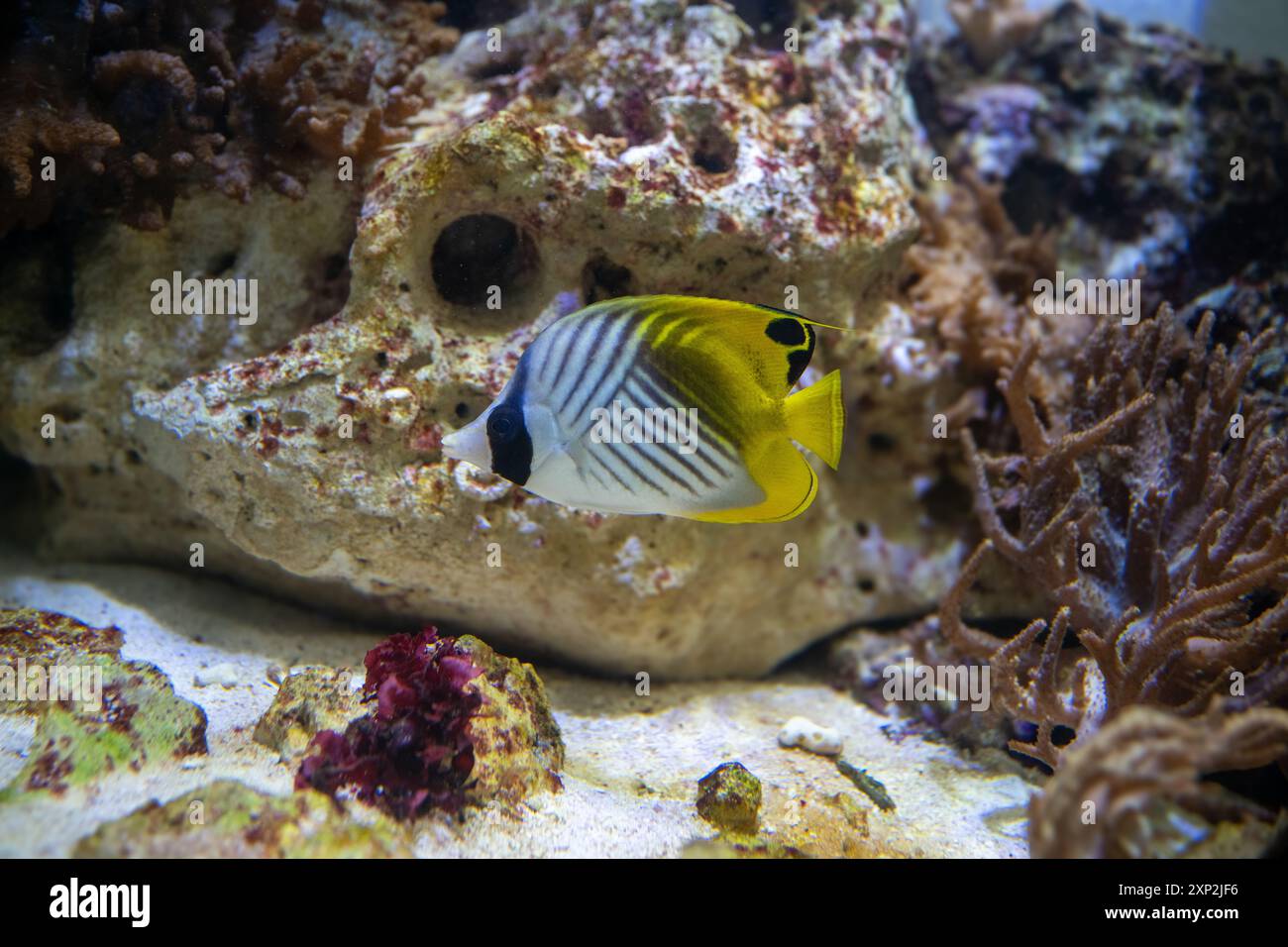 Threadfinbutterfly Fish Long bony tail hi-res stock photography and images - Alamy