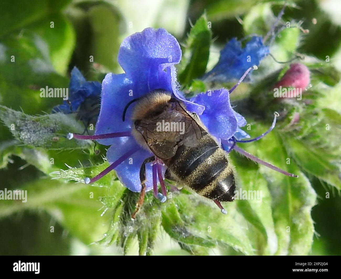 Western Honey Bee (Apis mellifera) Insecta Stock Photo - Alamy
