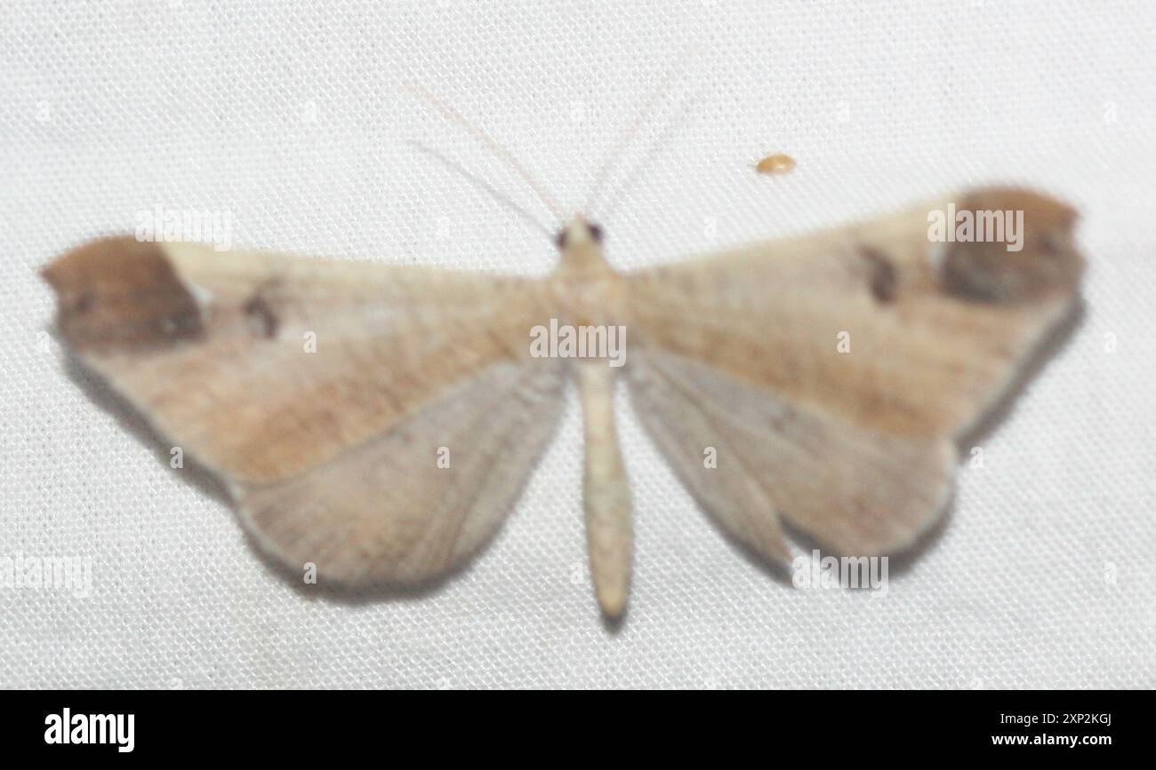 Macrosoma Insect Macrosoma hi-res stock photography and images - Alamy