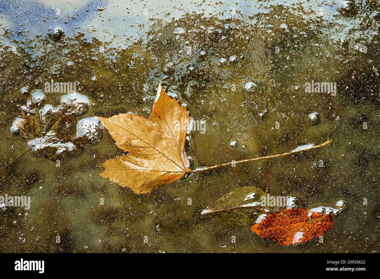 Red Gradiend Background Abstract red yellow color background hi-res stock photography and ...
