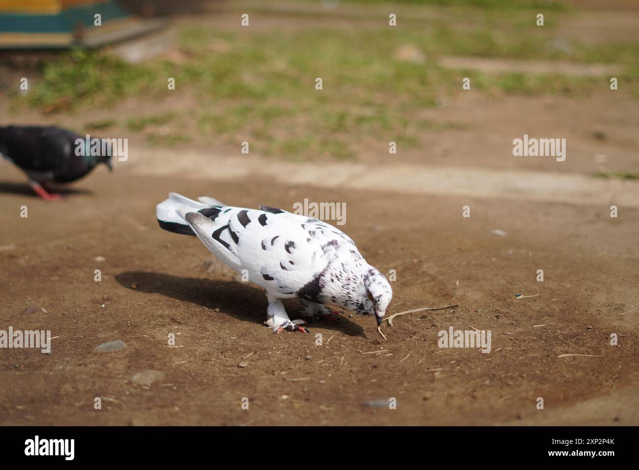 White pigeon with black dots standing on the ground during the day Stock Photo