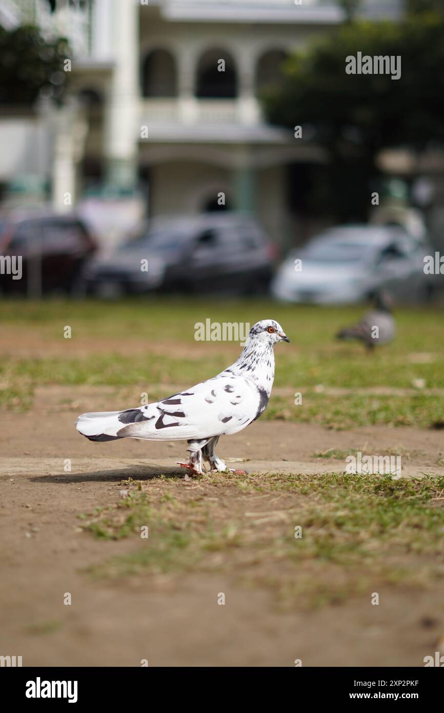 White pigeon with black dots standing on the ground during the day Stock Photo