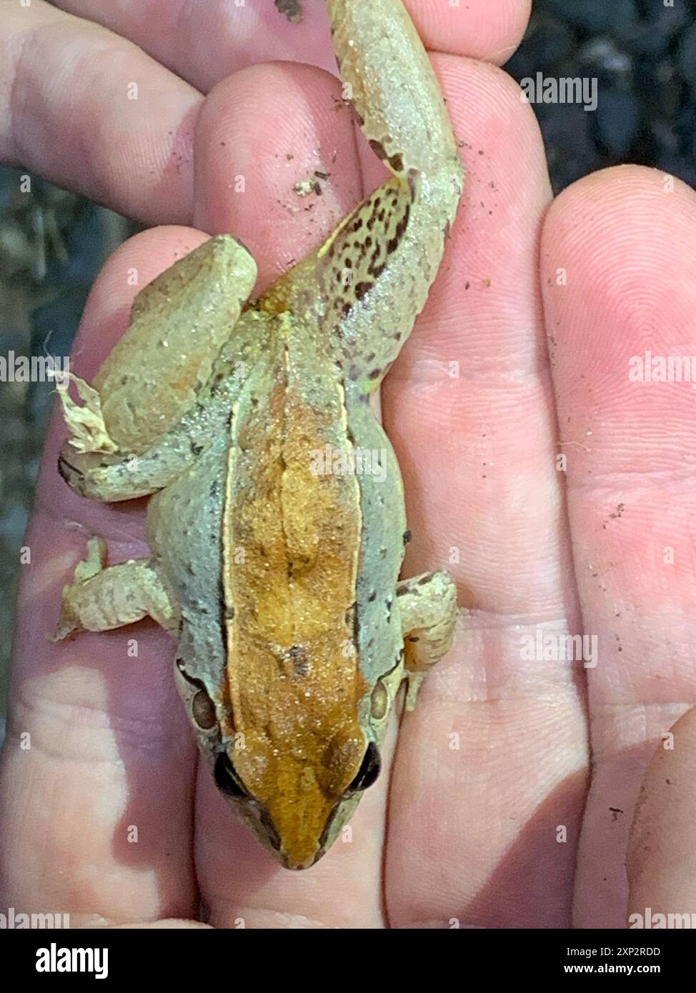 Frogs and Toads (Anura) Amphibia Stock Photo - Alamy