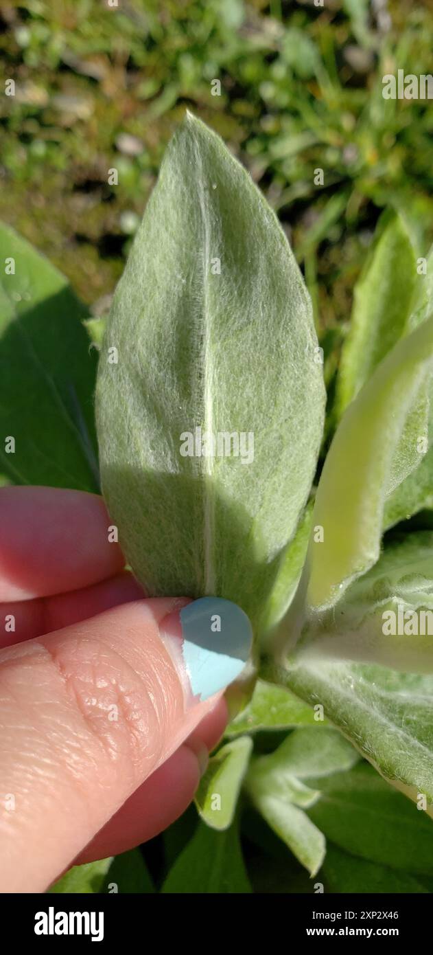 two-color rabbit tobacco (Pseudognaphalium biolettii) Plantae Stock ...