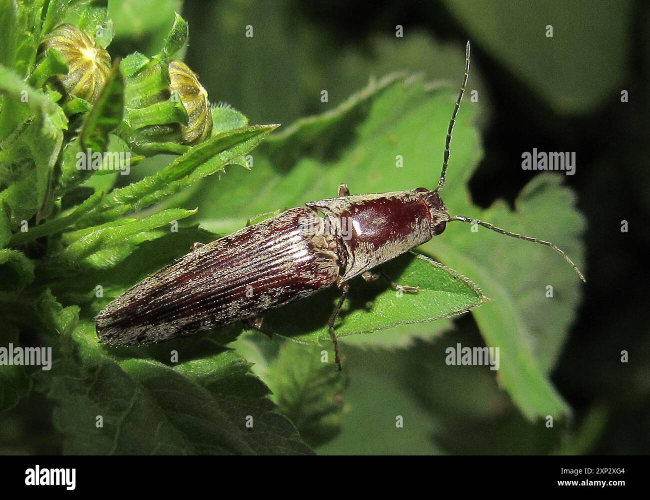 Monocrepidius hi-res stock photography and images - Alamy