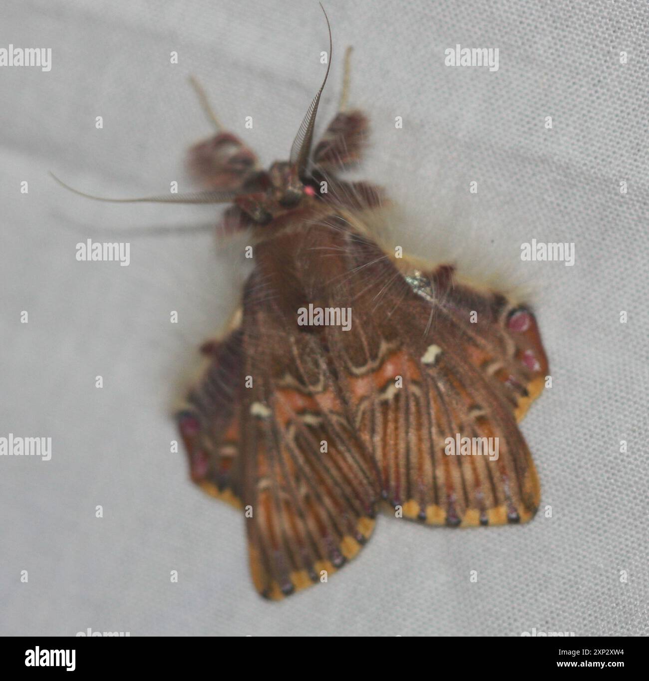 Walker's Moth (Sosxetra grata) Insecta Stock Photo - Alamy