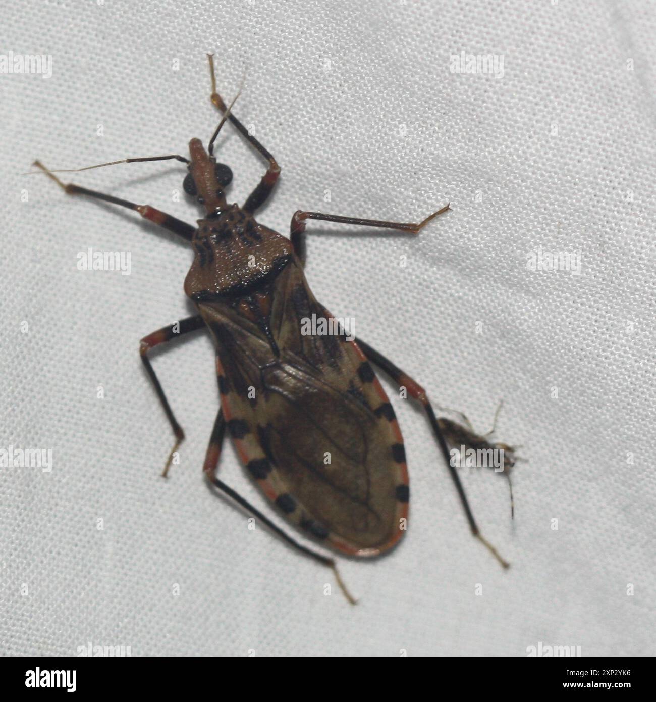 (Panstrongylus geniculatus) Insecta Stock Photo Alamy