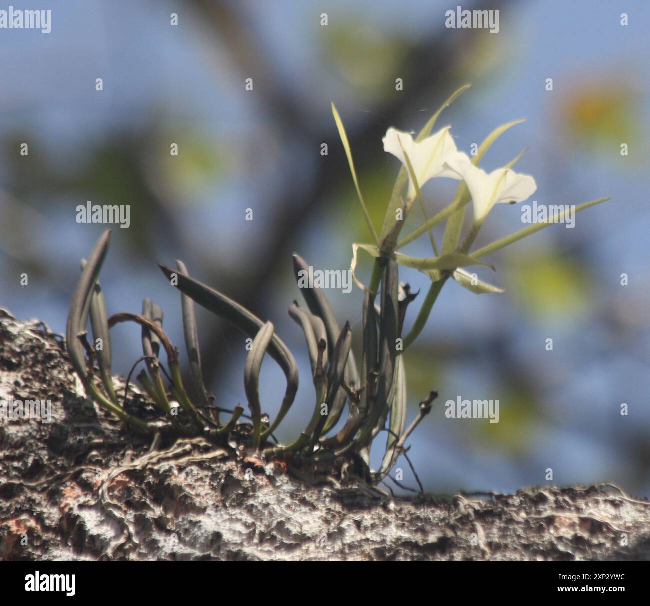 Brassavola Nodosa Orchid