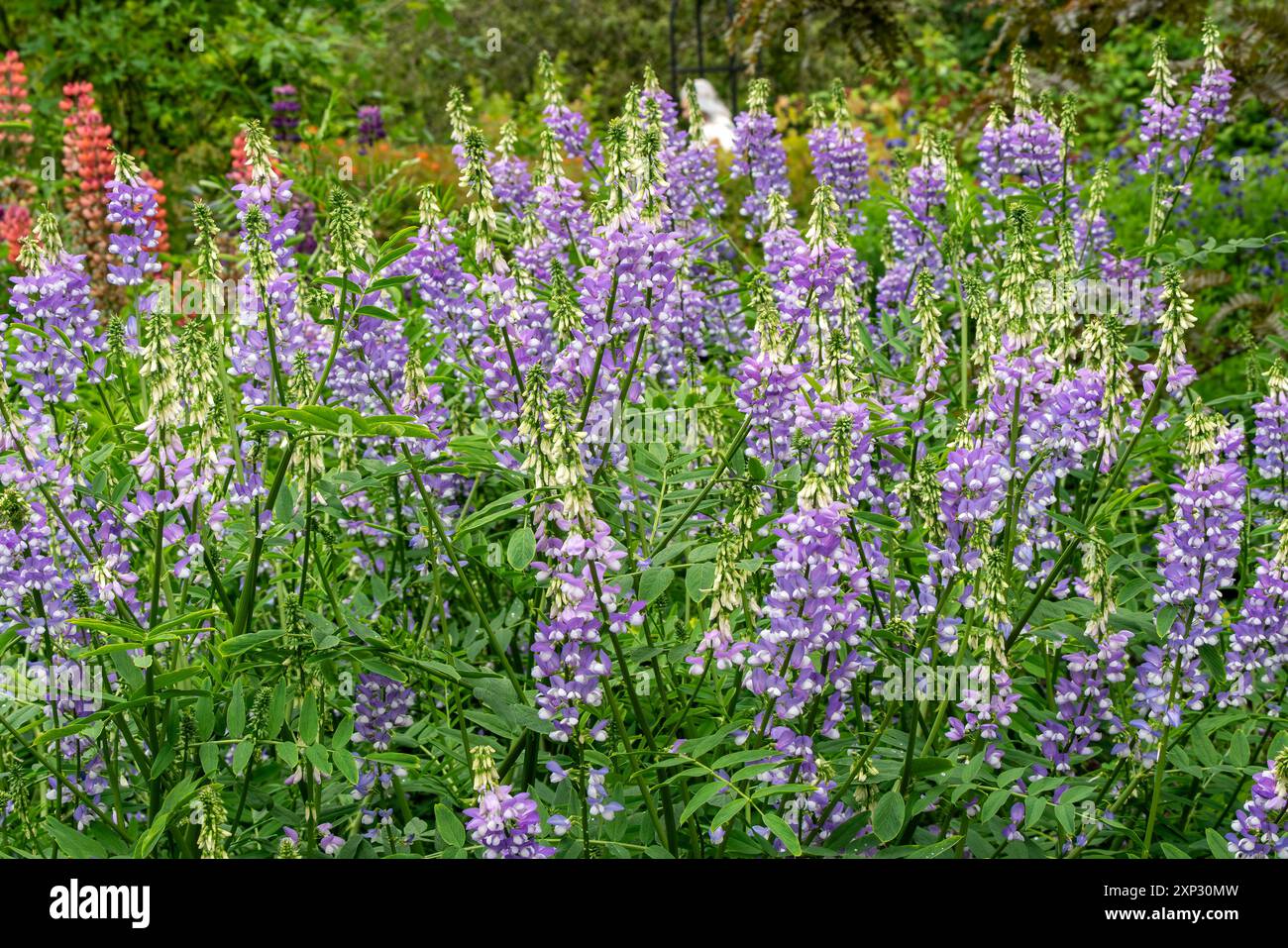 Galega officinalis 'His Majesty' a summer flowering plant with a purple ...