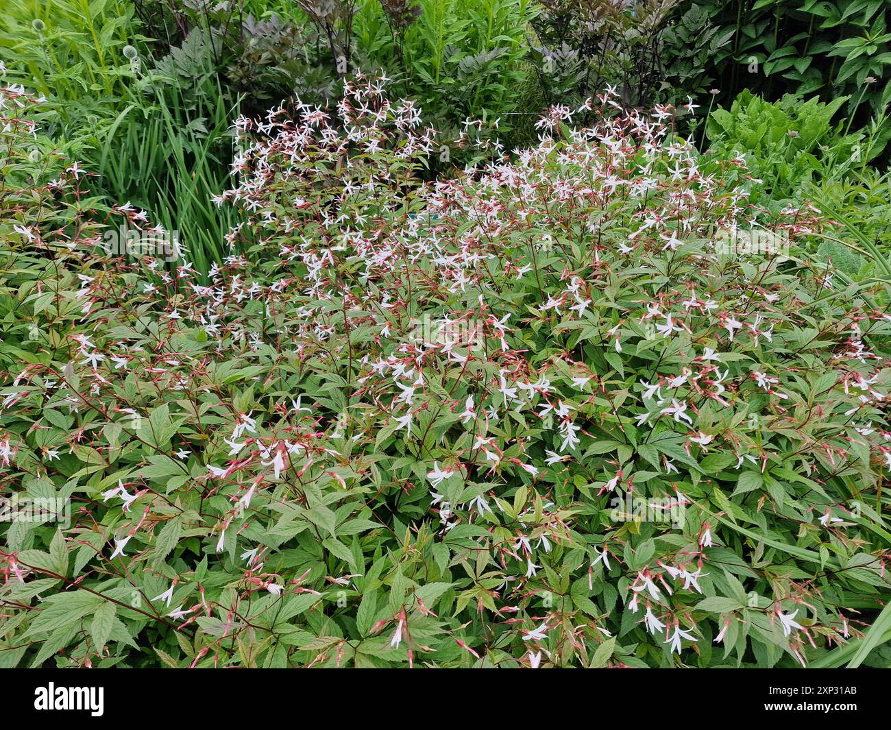 Bowmans root garden border hi-res stock photography and images - Alamy