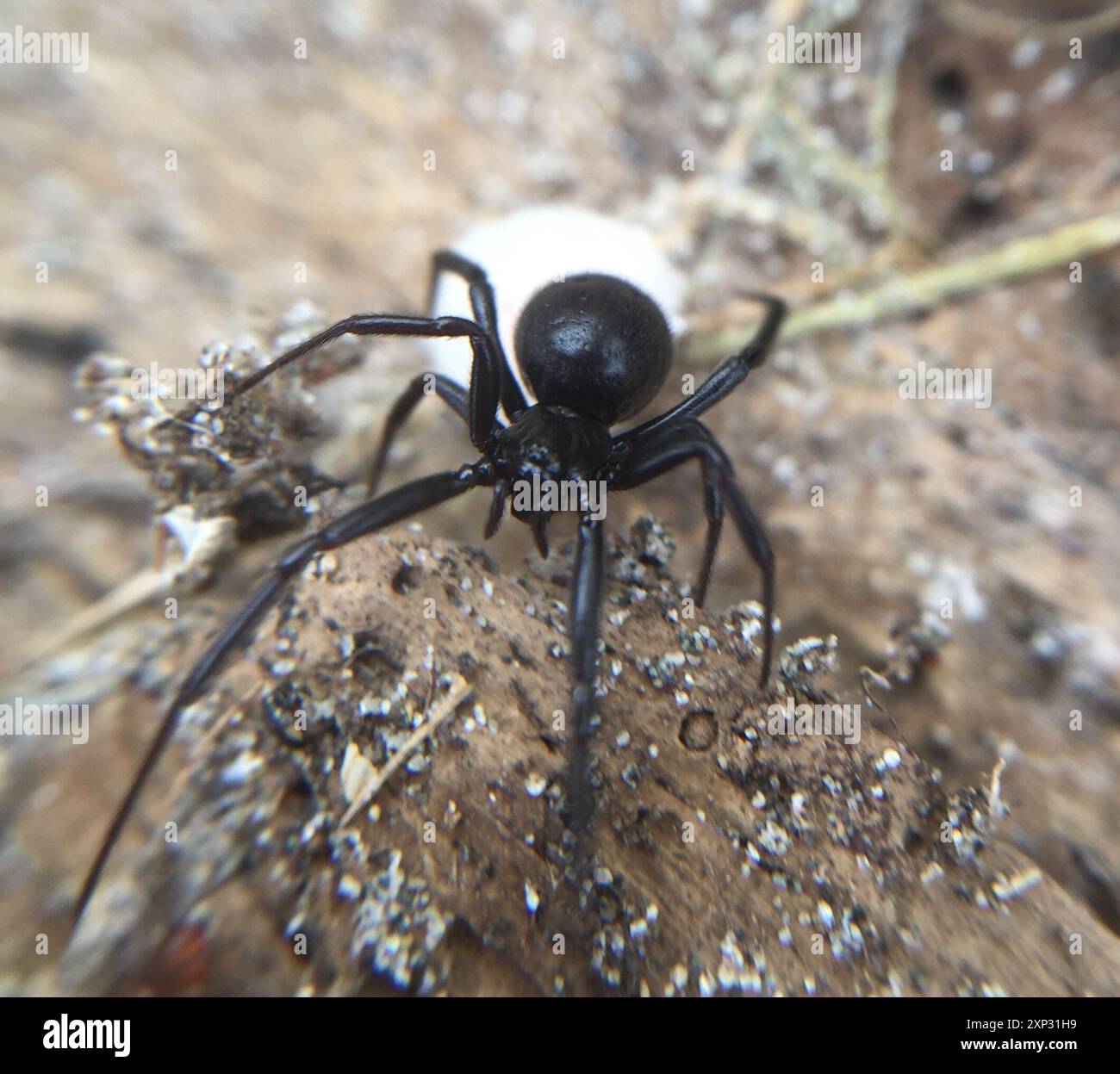 False Button Spider Steatoda capensis hi-res stock photography and images - Alamy