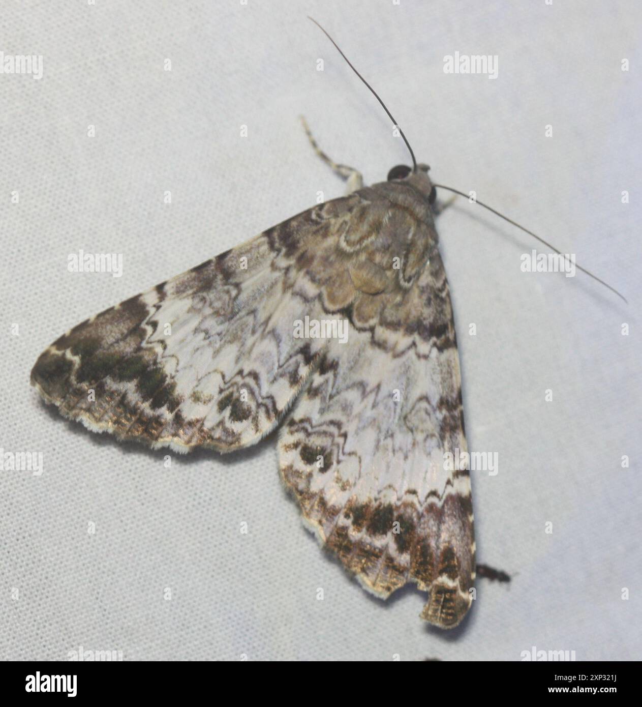Damon Insect Damonia hi-res stock photography and images - Alamy