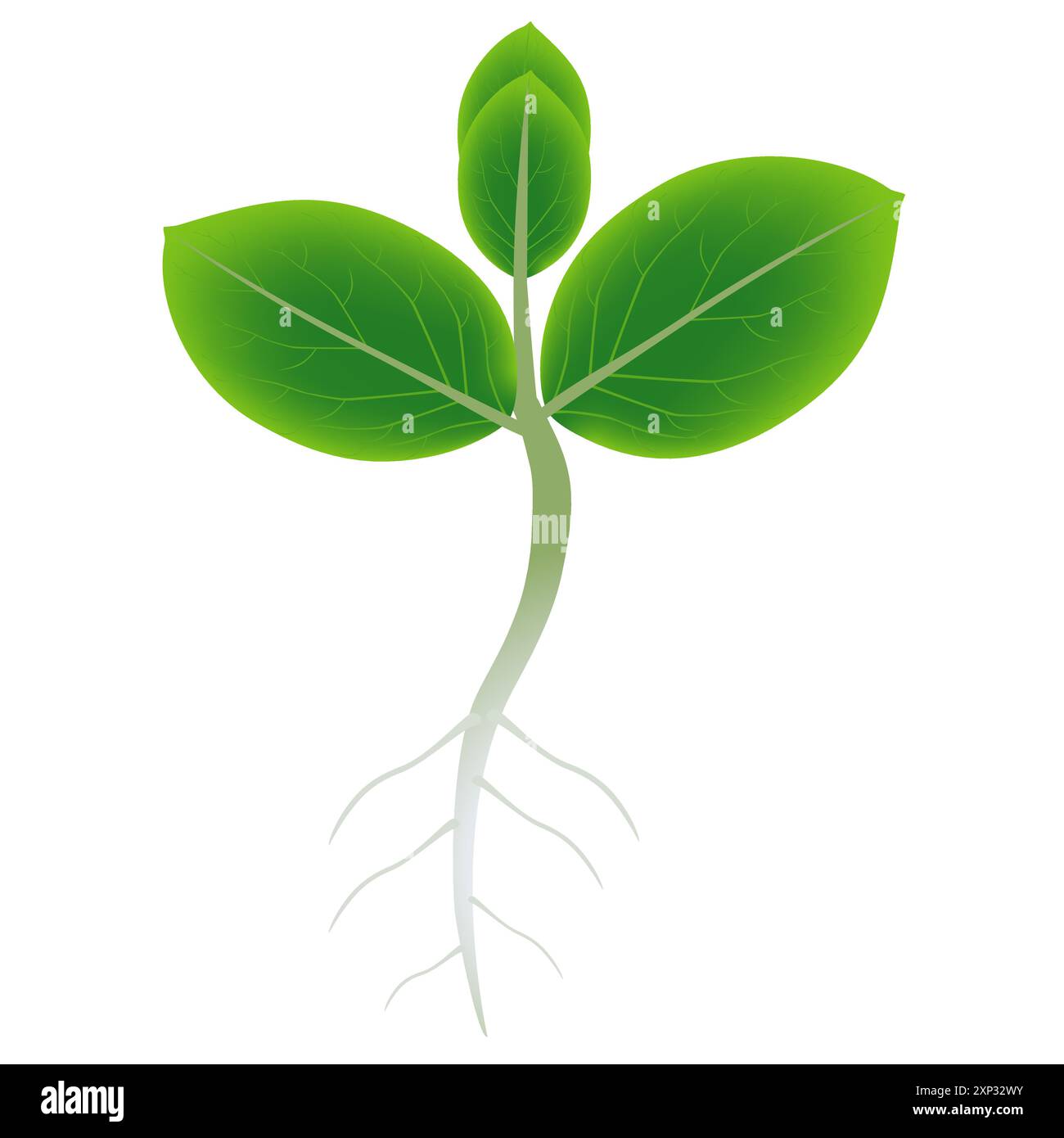 Root Growth Vector New growth of roots Stock Vector Images - Alamy