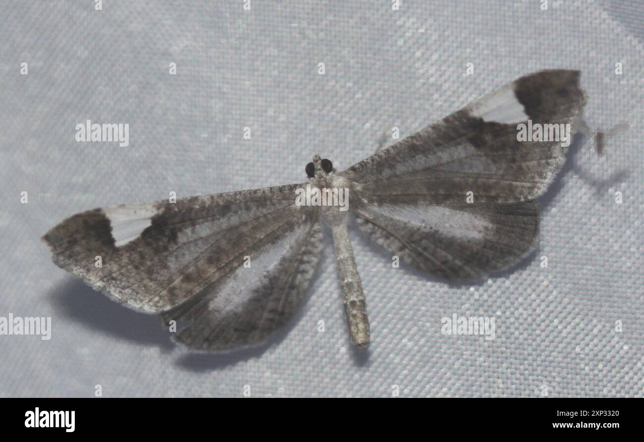 Macrosoma Insect Macrosoma hi-res stock photography and images - Alamy