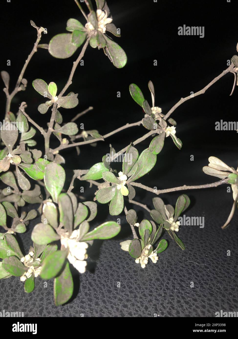 Corokia virgata hi-res stock photography and images - Alamy