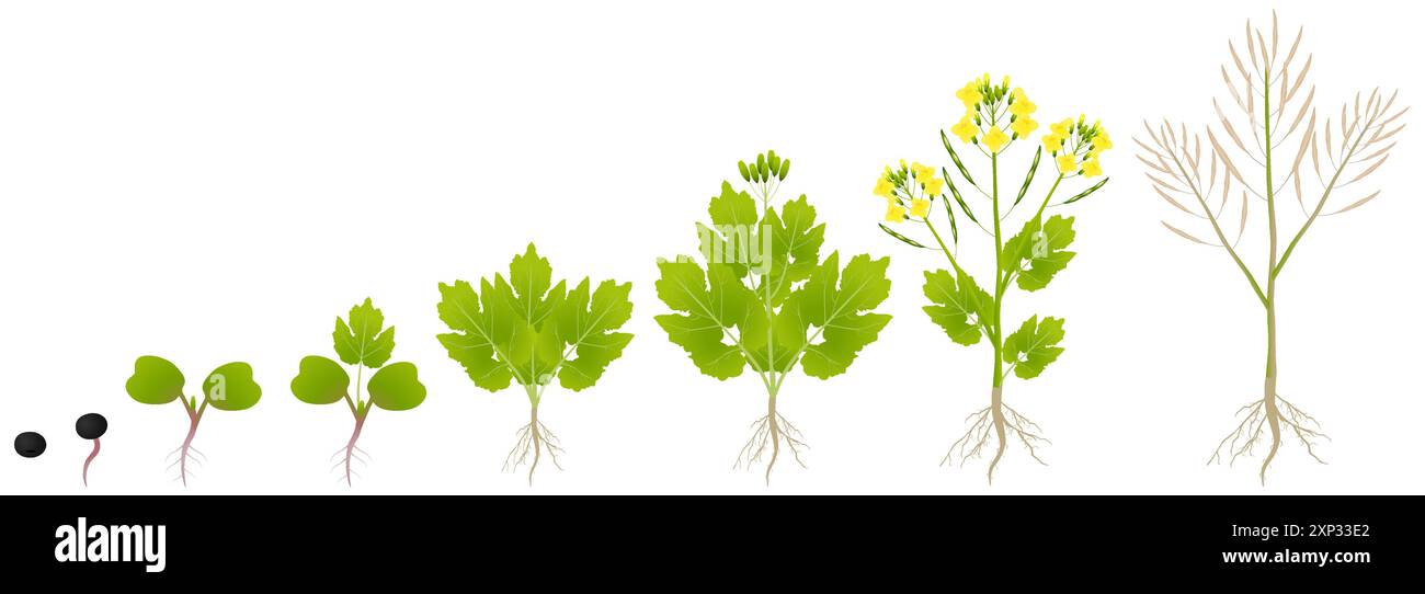 Cycle of growth of a plant of a canola isolated on a white background ...