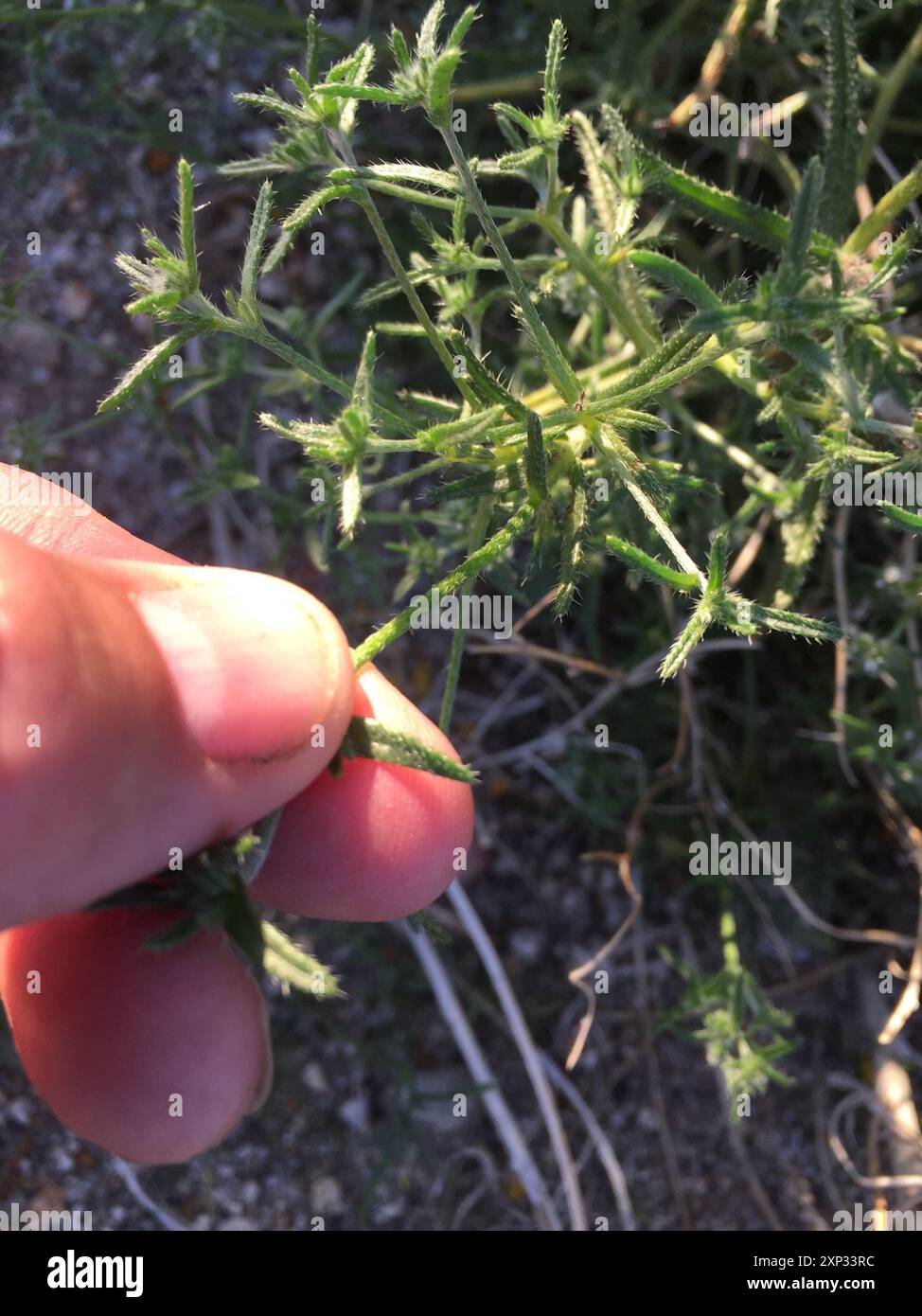 Guadalupe cryptantha (Cryptantha maritima) Plantae Stock Photo - Alamy