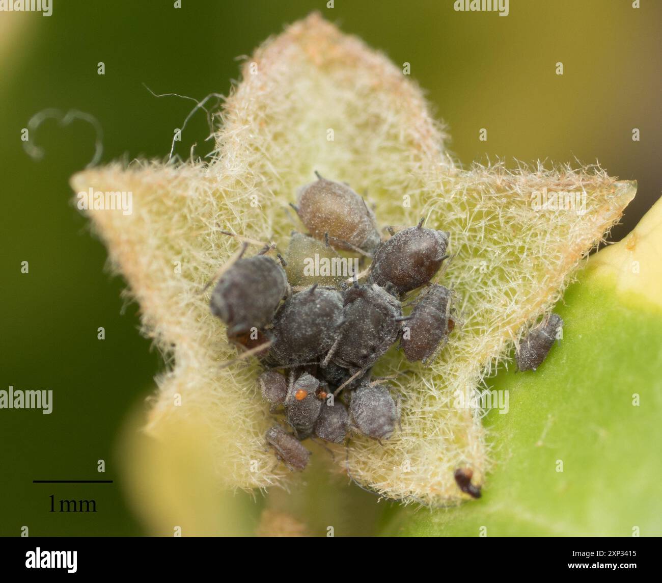 ivy aphid (Aphis hederae) Insecta Stock Photo - Alamy