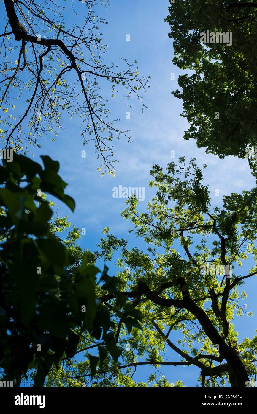 various trees in front of the sky at the springtime Stock Photo