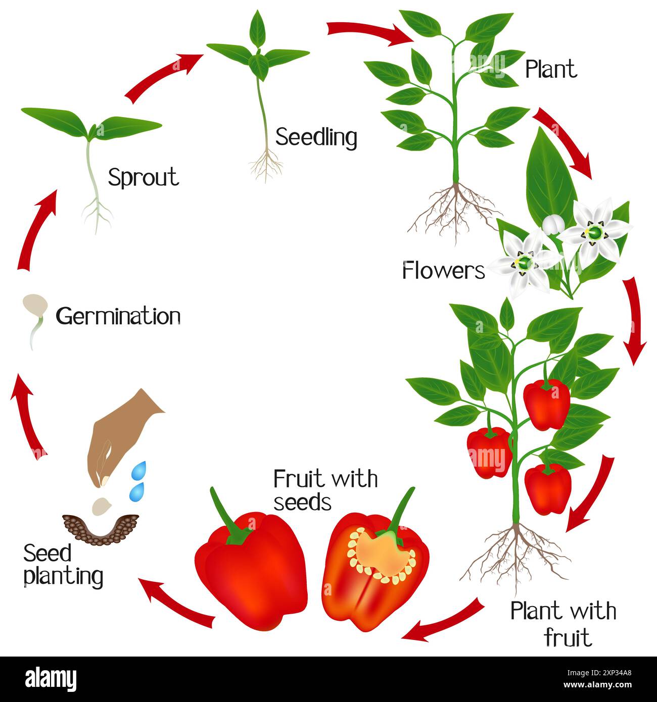 Pepper life cycle hi-res stock photography and images - Alamy
