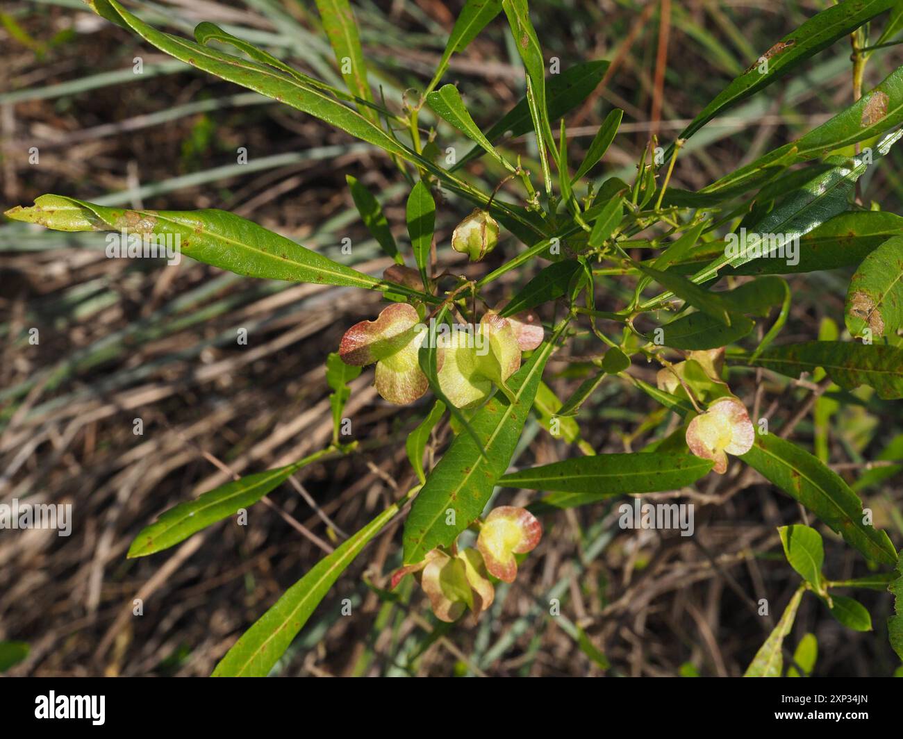 Akeake (Dodonaea viscosa) Plantae Stock Photo - Alamy