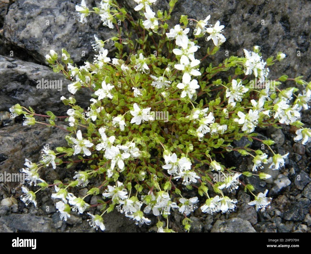 Tundra Sandwort (Arenaria pseudofrigida) Plantae Stock Photo